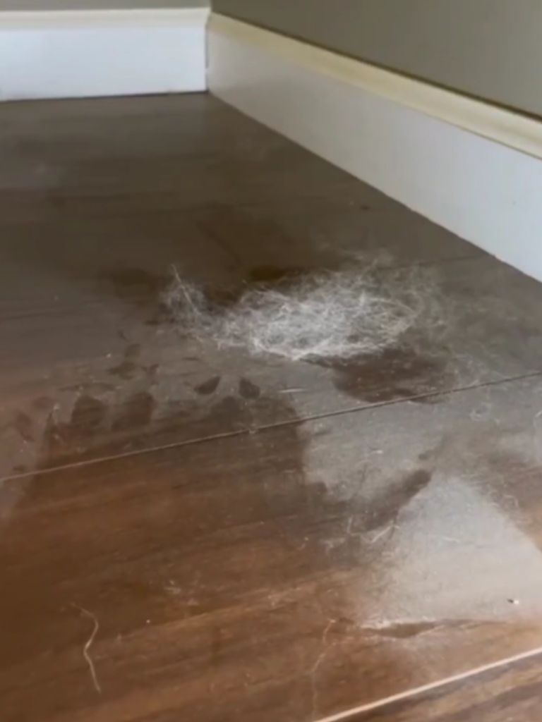 norristown-floor-pet-hair-before-cleaning