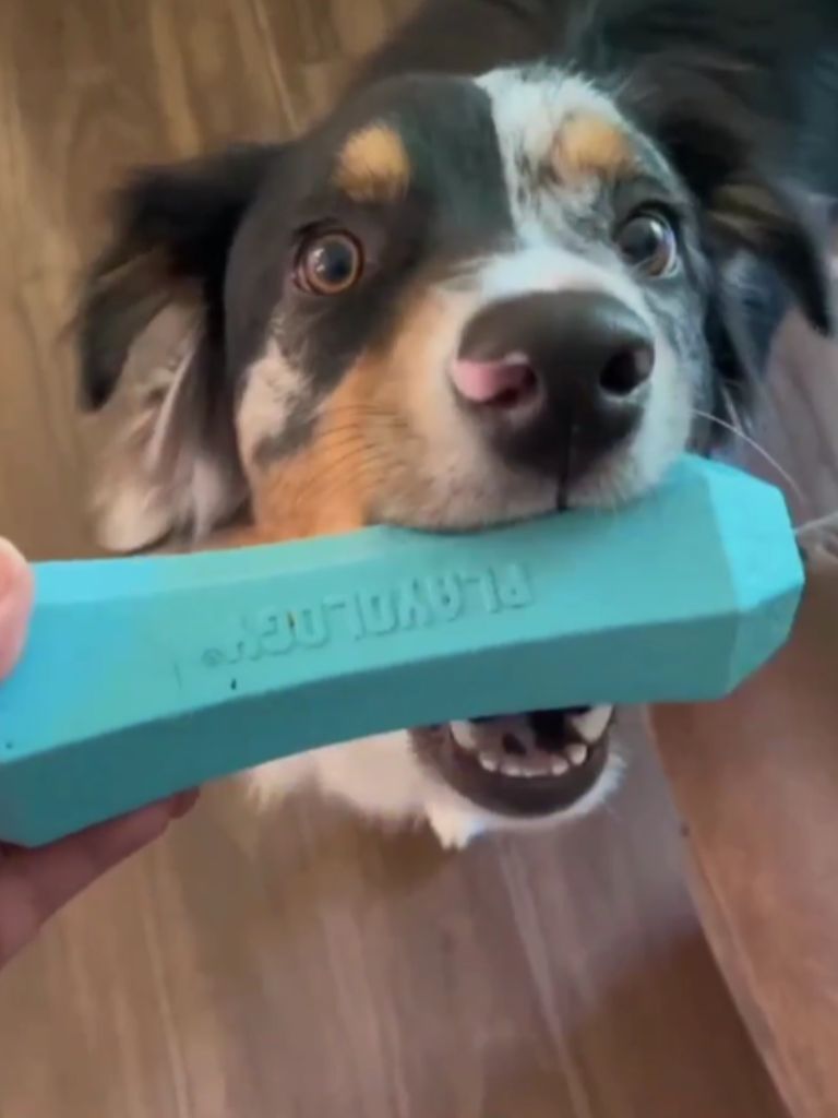 norristown-happy-dog-clean-home